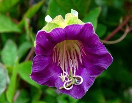 KOBEA POPÍNAVÁ FIALOVÁ (COBAEA SCANDENS) 6 SEMEN