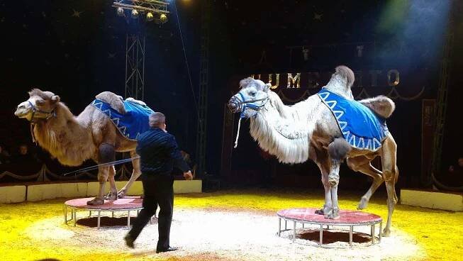 Legendární Cirkus Humberto ukončí letošní turné v Praze-Letňanech - General News