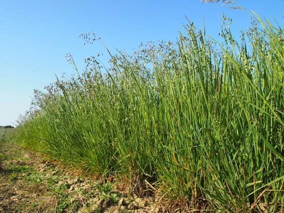 lipnicovité- POACEAE – 7. stránka – PlantaNaturalis.com
