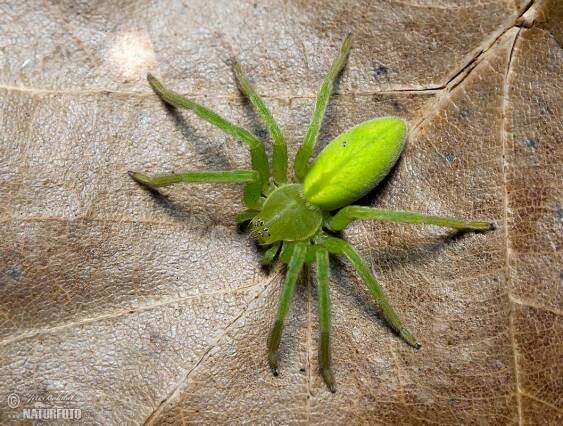 Maloočka smaragdová | Naturfoto.cz