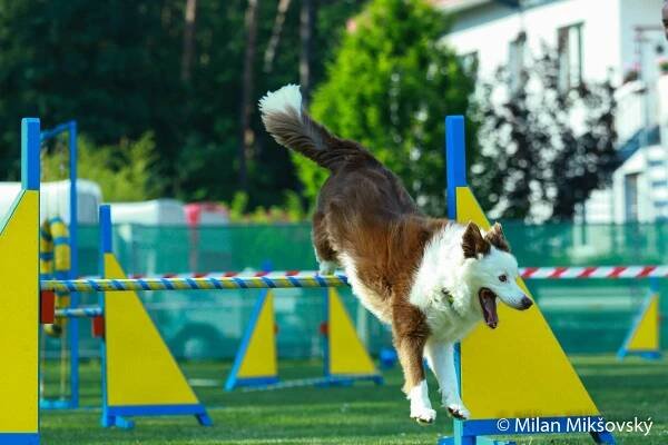 13313503_1751488008260240_2079688382_o « Agility Mělník - Chloumek