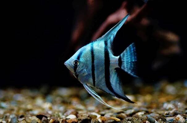 Pterophyllum scalare blue - AKVAHAID