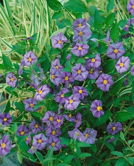 Solanum rantonnetii , Hořcový stromek, C1