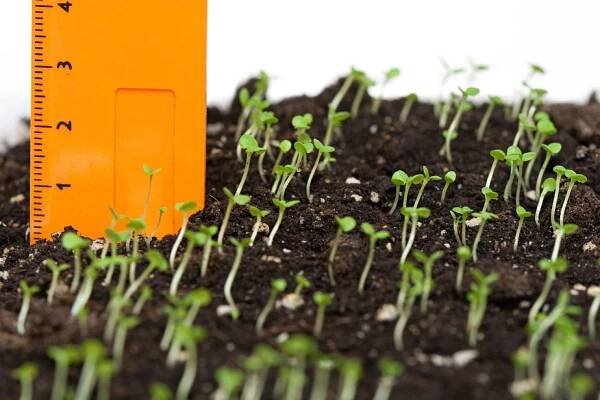 Plant Spacing Guide - Information On Proper Vegetable Garden Spacing