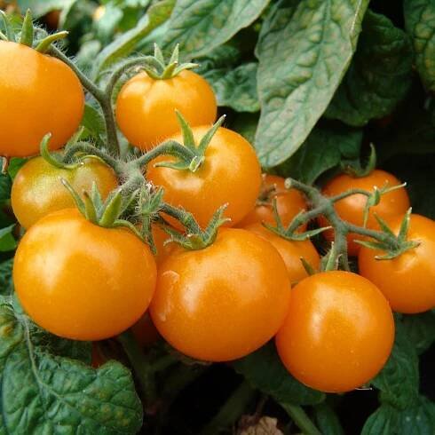 Osivo rajčat – Rajče balkónové Aztek – Solanum lycopersicum