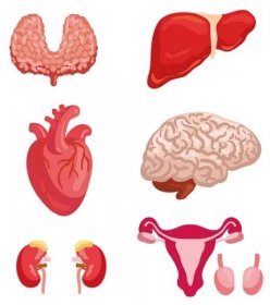 Ikona anatomie lidského orgánu pro medicínu design — Stockový vektor