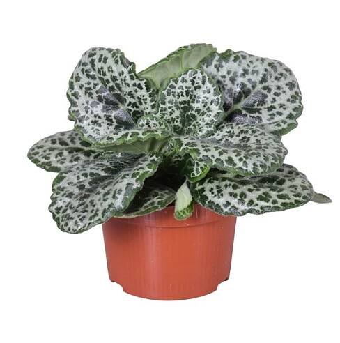 Streptocarpus "Pretty Turtle" - KytkaSem