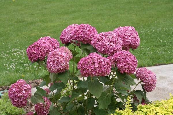 Invincibelle Mini Mauvette® - Smooth hydrangea - Hydrangea arborescens