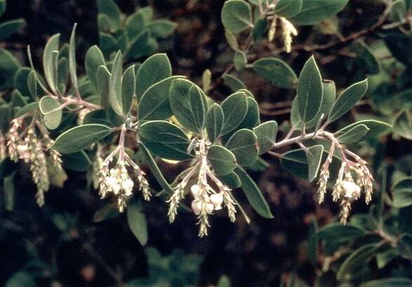 manzanita