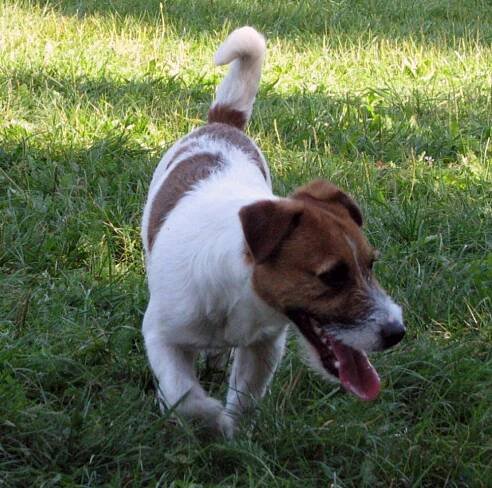 Jack Russel Terrier - srst broken