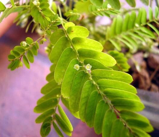 Soubor:Phyllanthus niruri.jpg – Wikipedie