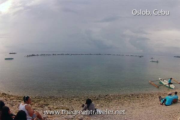 Oslob, Cebu - thegreentraveler.net