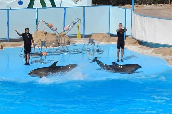 Dolphin Show in Sharm El-Sheikh - TOUREX EGYPT