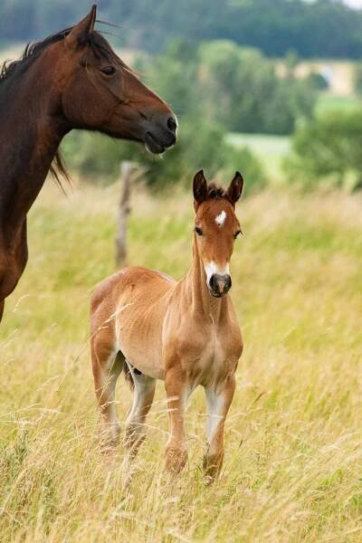Hřebeček Welsh Cob s PP