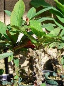 Pryšec zářivý (Euphorbia mili)