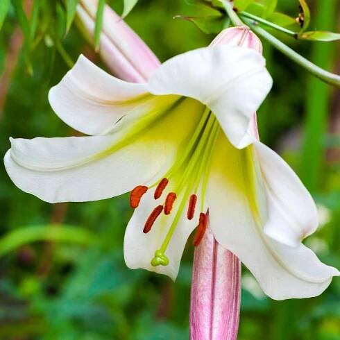 Lily Trumpet Regale (Spring)