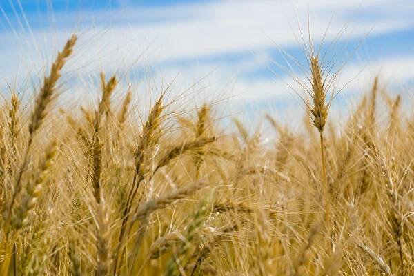 bezplatná Základová fotografie zdarma na téma allium, cereální, čisté nebe Základová fotografie
