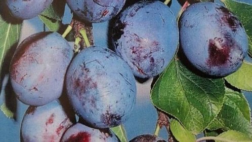 Pološvestka: odrůda Wangenheimova pochází z Německa