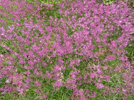 Smolnička obecná Atropurpurea (Lychnis viscaria)