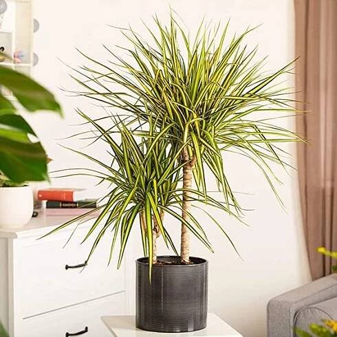 dracena marginata

