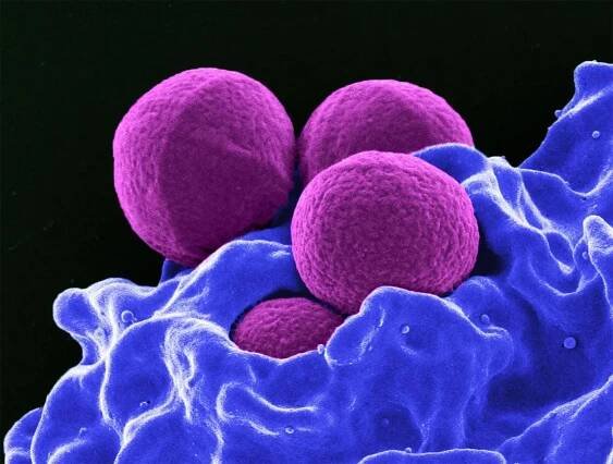 50 Facts About Neutrophils
