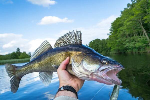 Walleye outdoor portrait — Stock Image