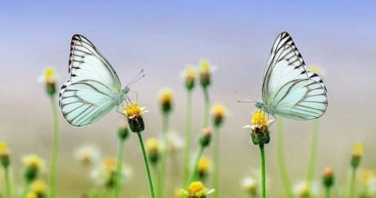 Díky lučním trávníkům se do parků v Ostravě vrátily různé druhy kvítí i motýli