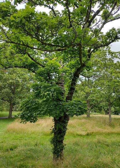 Acer platanoides 'Pyramidale Nanum'