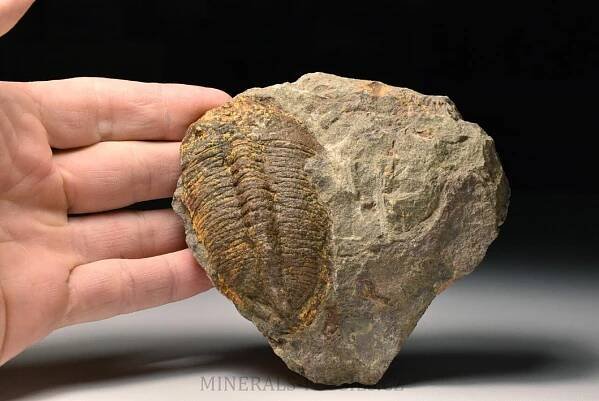 trilobit Eudolatites sp. | minerals-fossils.cz
