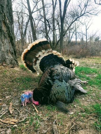 Roasted Wild Turkey Recipe