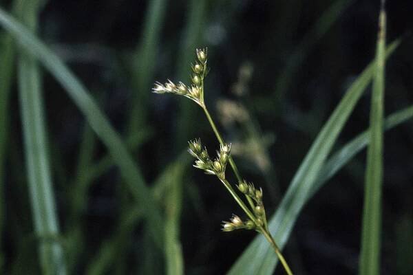 Juncus secundus