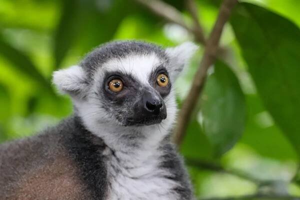 Přírodní krásy Madagaskaru – poznávací zájezd