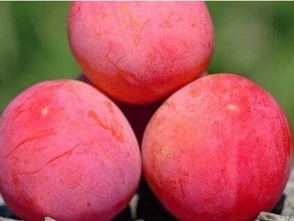 Bluma 'Casselman'