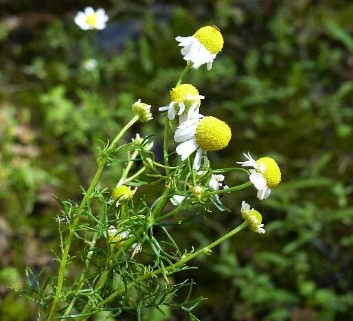 Matricaria chamomilla L. - Portale della Flora d'Italia / Portal to the Flora of Italy