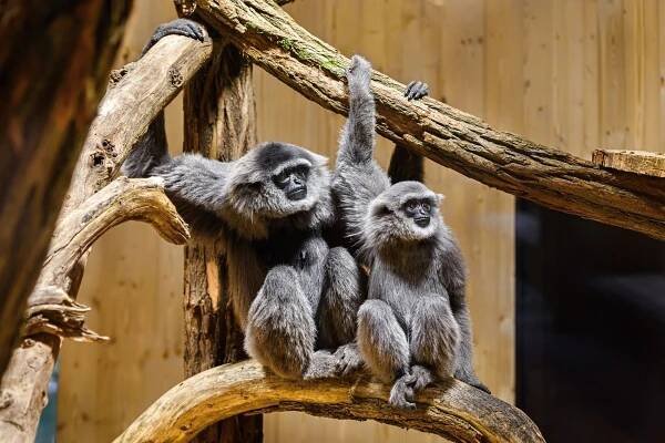 Zoo Zlín má novou expozici pro vzácná zvířata: Jak bydlí giboni?