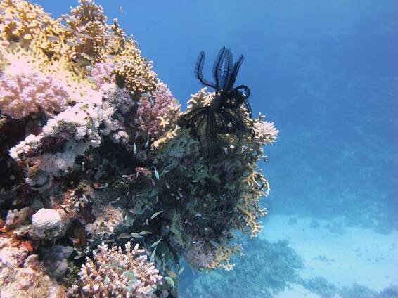 About Sataya Reef - Al Thuraya Red Sea