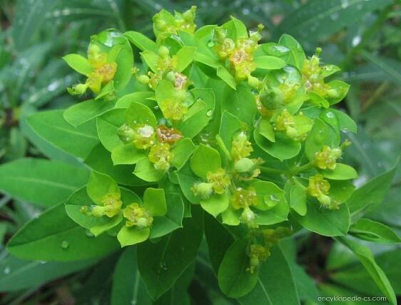Pryšec - Euphorbia austriaca 2