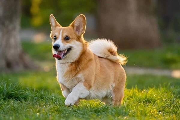 Vtipné corgi hrát na zelené trávě — Stock obrázek