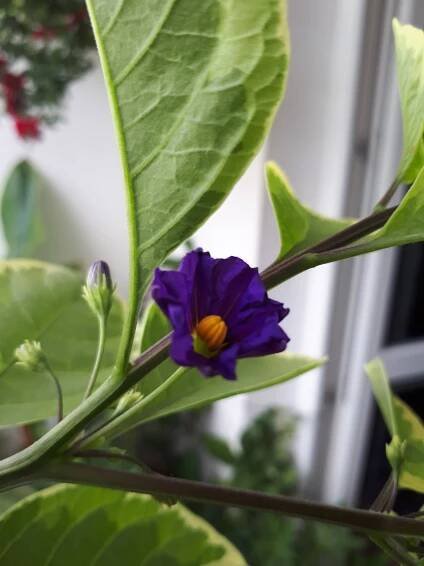 Pokojovky: Hořcový stromek panašovaný - Lycianthes rantonnetii, syn. Solanum rantonnetii.