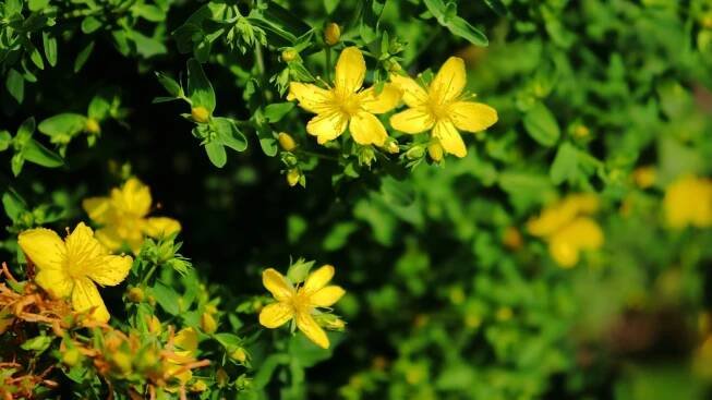 Hypericum calycinum showcases glossy, dark green leaves and produces large, showy, yellow flowers with prominent stamens.