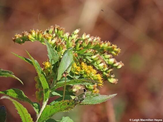 Wildflowers | wondermyway