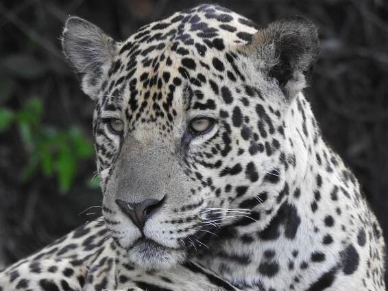 Tour 3C: Group Pantanal 2 | Pantanal Adventure