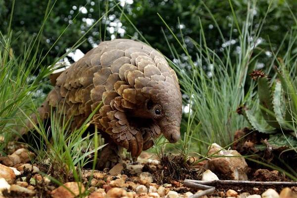 Pangolins Are Suspected as a Potential Coronavirus Host