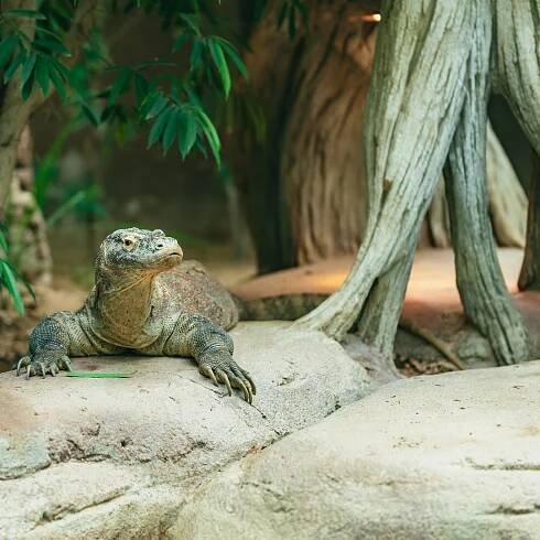 Barcelona: 1denní vstupenka do barcelonské zoo | GetYourGuide