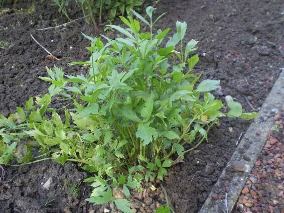 Libeček - Levisticum officinalis - Venkovská zahrada