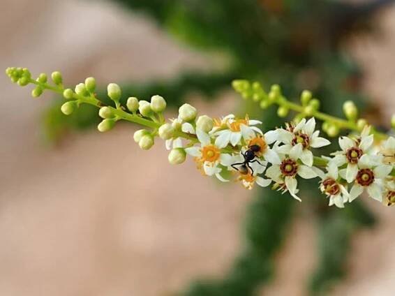 BOSWELLIA SACRA Flueck. – kadidlovník pravý