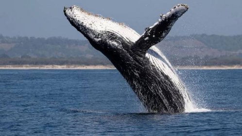 Velryby a žraloci dál akumulují bitcoiny