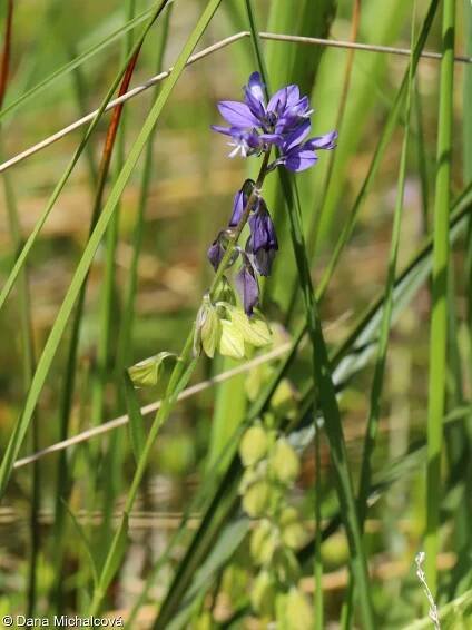 Polygala serpyllifolia – vítod douškolistý