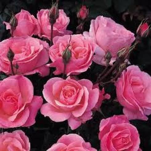 Popis a pěstování růží skupiny Grandiflora: 25 odrůd s fotografiemi