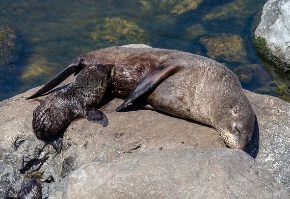 Soubor:Seals (Arctocephalus forsteri) in Scenery Nook, Banks Peninsula, New Zealand 10.jpg